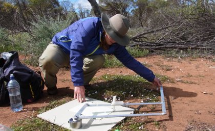 UQ PhD student Trace Martyn gathering data on the spatial orientation of York gum wild flower communities. Photo: Margie Mayfield.